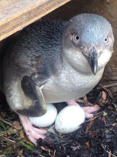 Sponsor a penguin nesting box