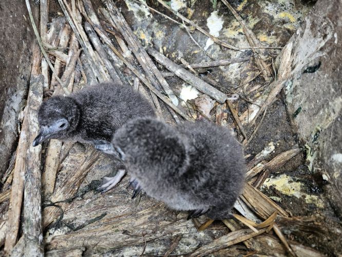 Season end @ the Port Tarakohe colony